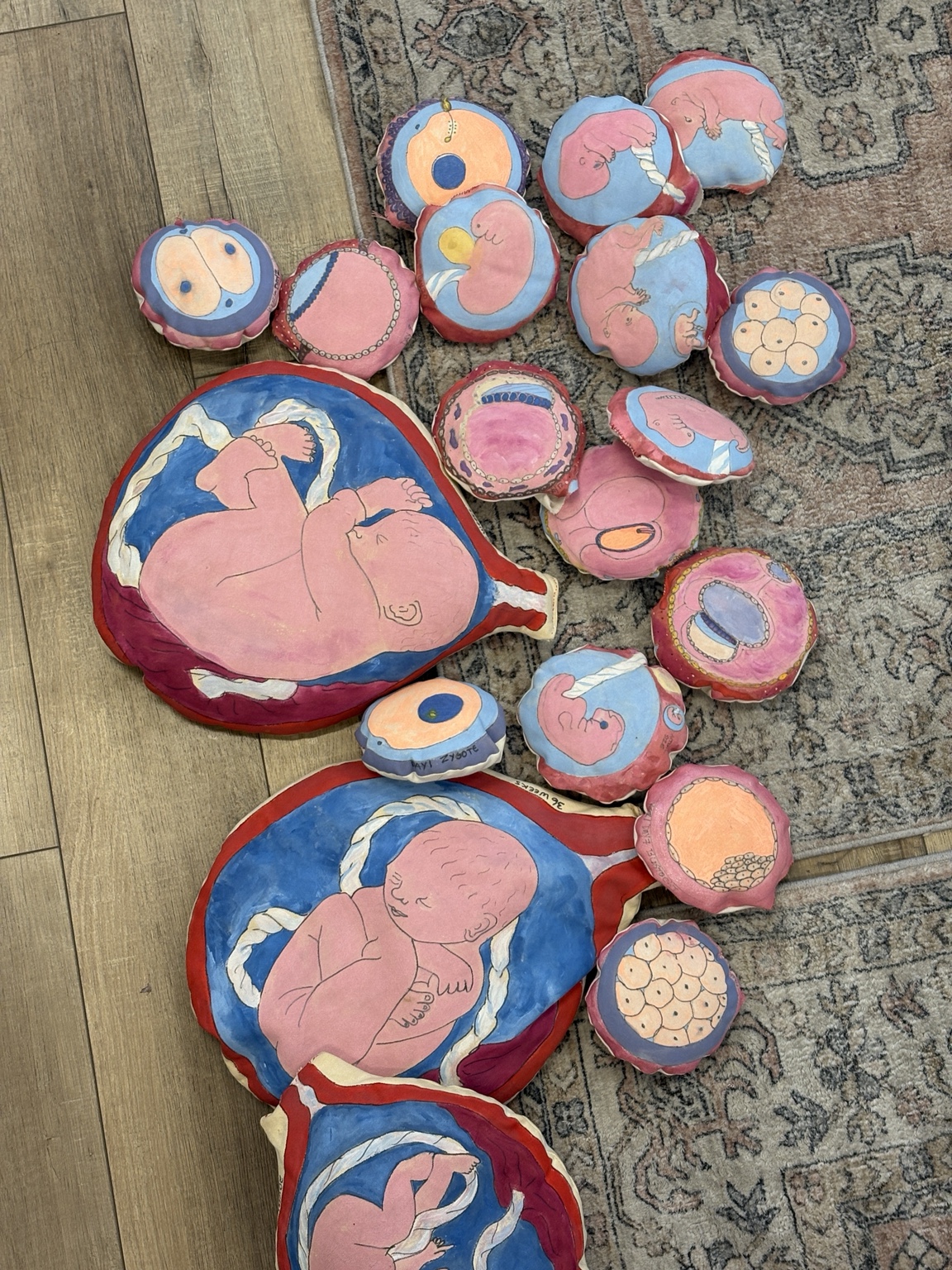 Handmade fetal development models